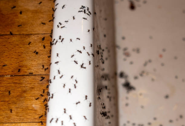 Best Emergency Pest Control  in Pierre, SD