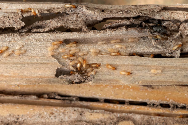 Best Bed Bug Extermination  in Pierre, SD